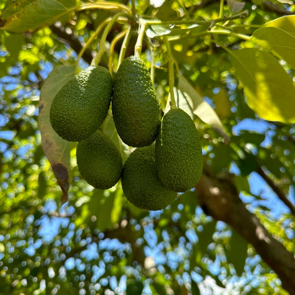 Green avocados ripening on the branch