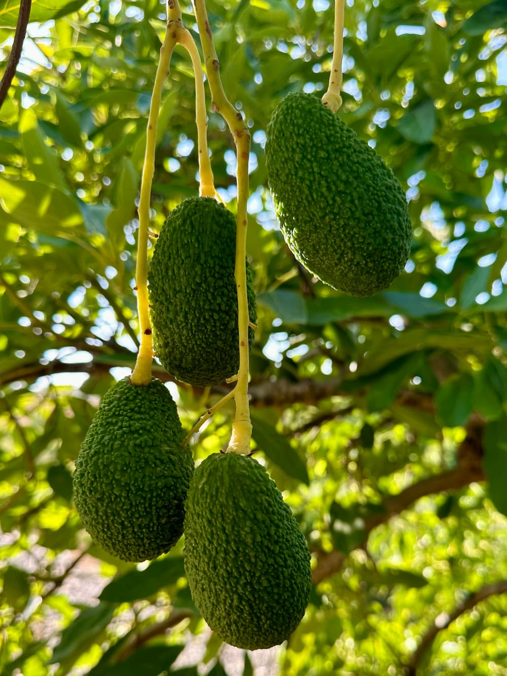 Avocados hanging from an avocado tree in the orchard