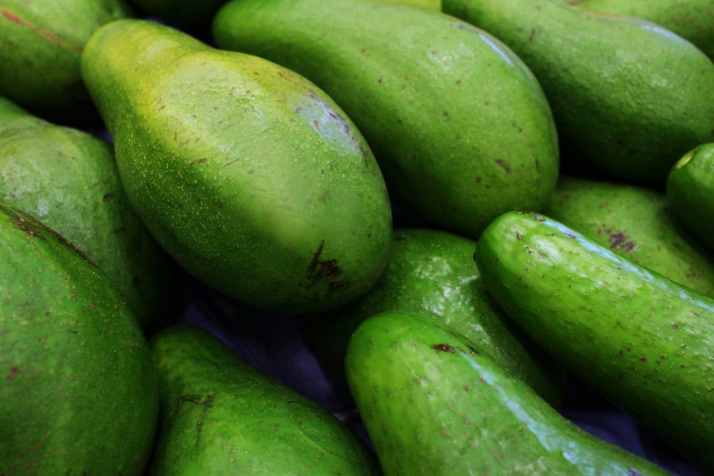 Freshly harvested avocados