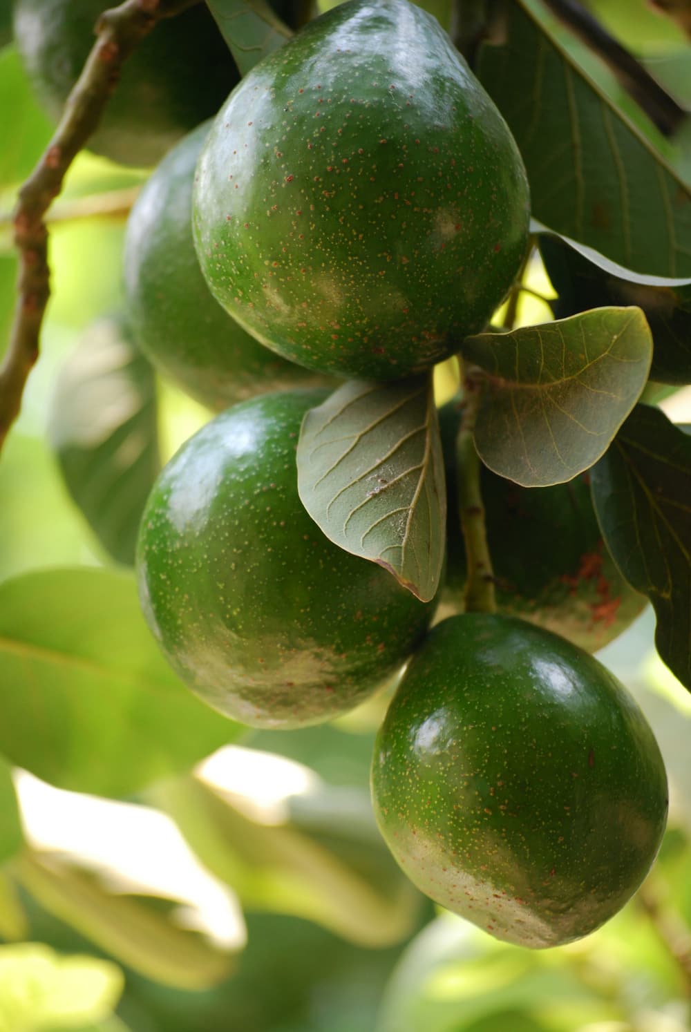 Close-up of an avocado growing on the tree