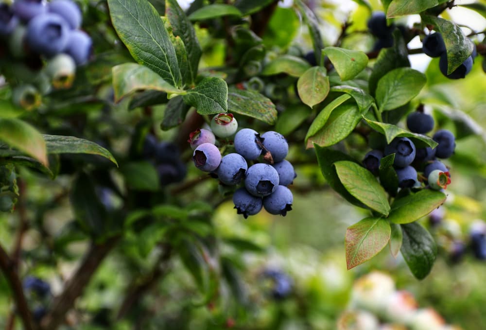 Ripe blueberries on the bush