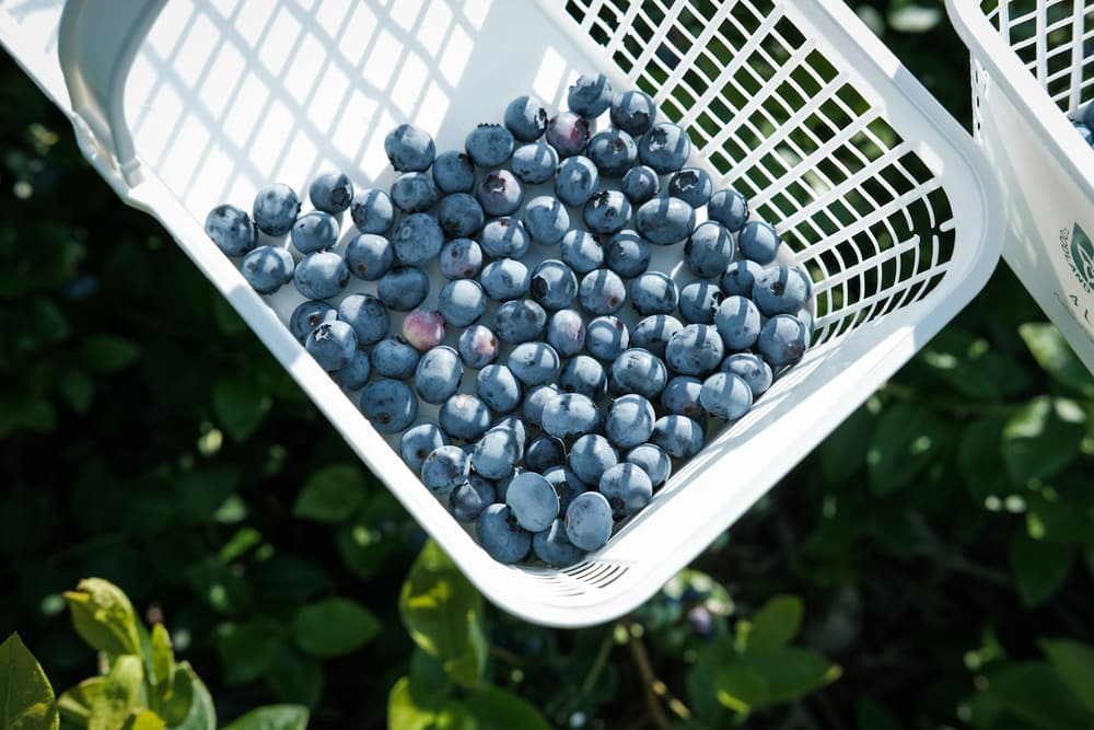 Freshly harvested blueberries in a crate