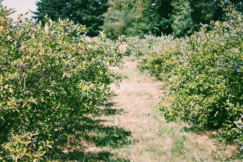 Blueberry bushes growing in rows