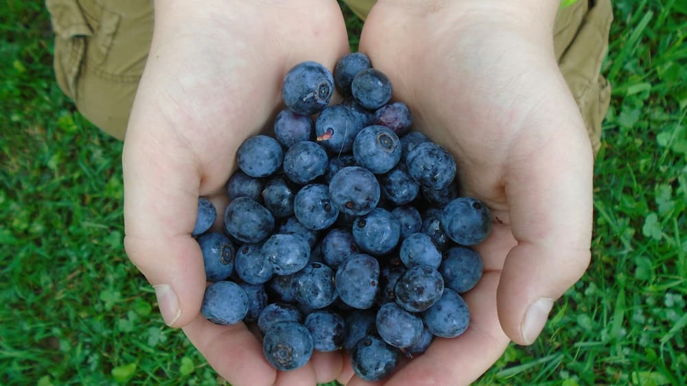 Hands holding freshly picked blueberries