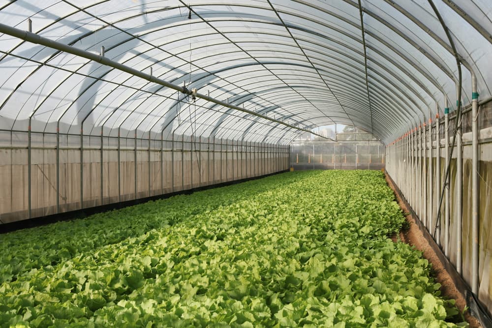 Rows of crops growing under a greenhouse tunnel