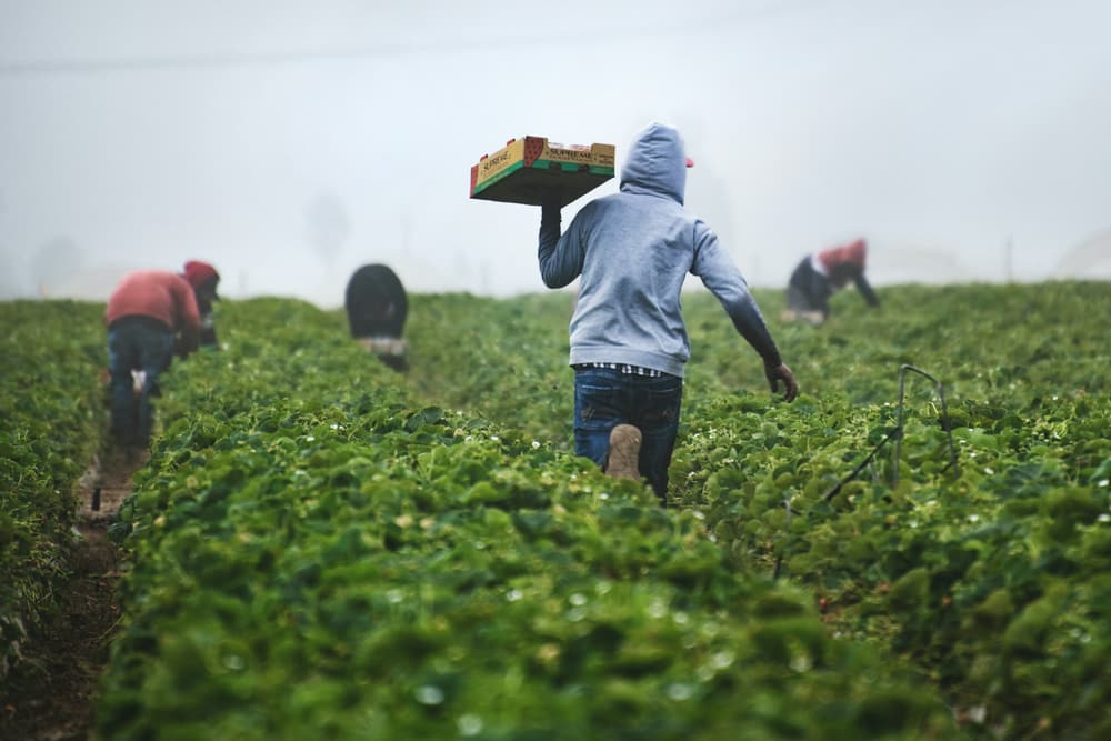 Workers harvesting in a strawberry field