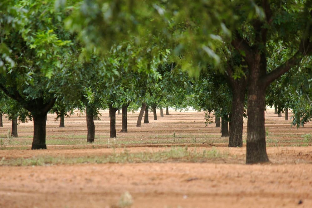 Rows of fruit trees in an orchard on warm red soil