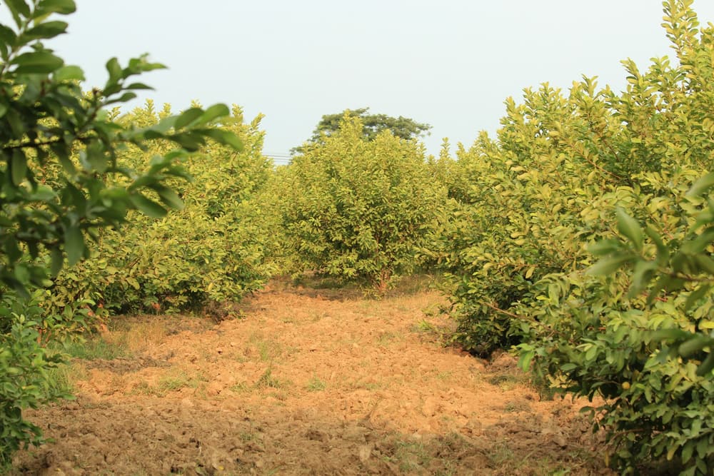 Fruit orchard with rows of trees on red soil