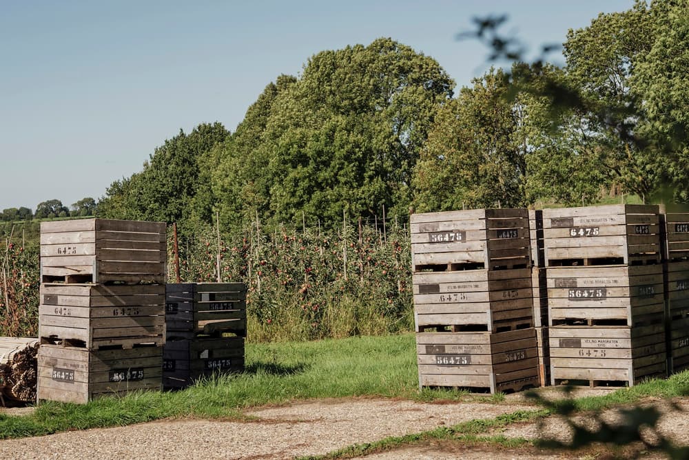 Harvest crates stacked at the edge of an orchard
