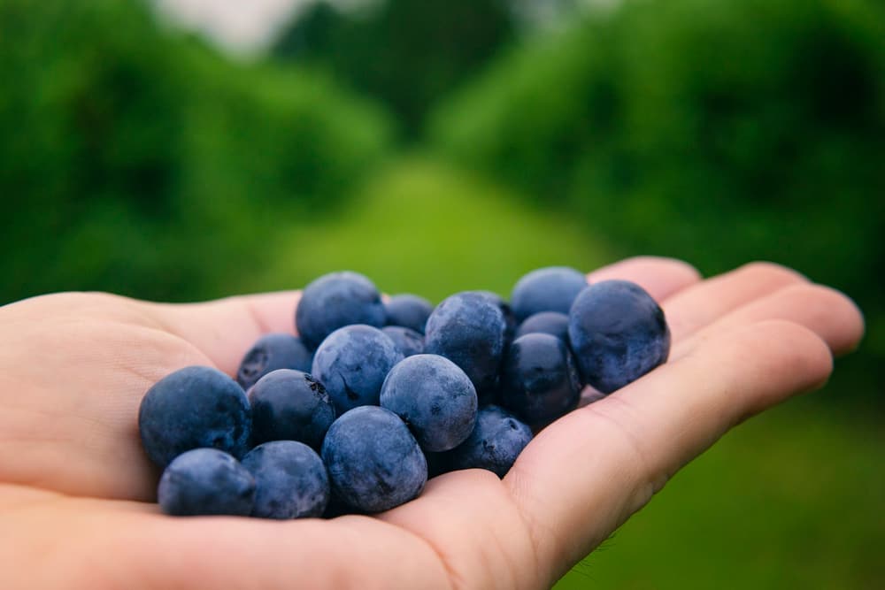 Hand holding freshly selected blueberries
