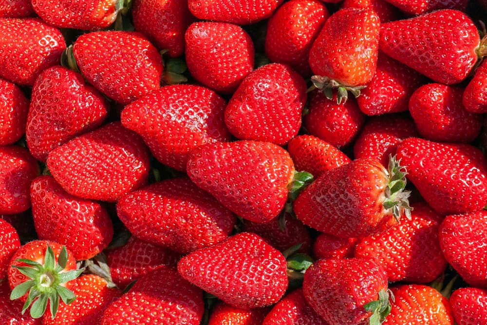 Freshly picked ripe strawberries