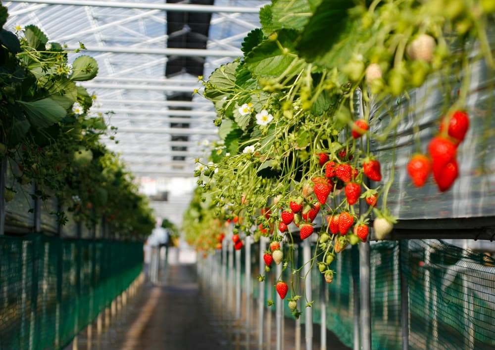 Strawberries hanging from raised growing beds in a greenhouse