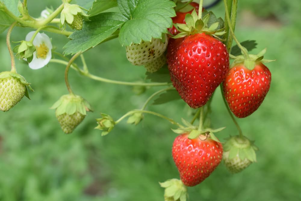 Ripe strawberries growing on the plant