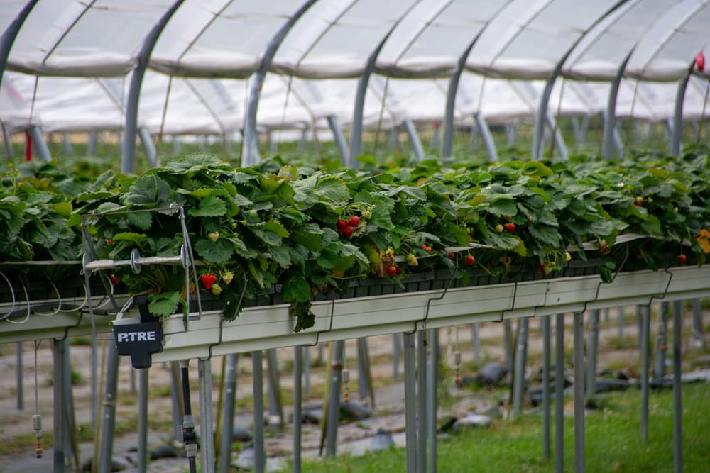 Rows of strawberry plants on raised beds in a greenhouse